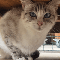 CURLY, chatte à adopter