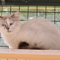 TWINUTS, chatte à adopter