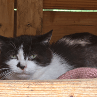 TORTILLA, chatte à adopter