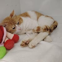 VIGO, chat à adopter