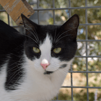 DALHIA, chatte à adopter