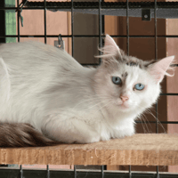 CHIPSTER, chat à adopter