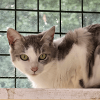LAYS, chatte à adopter