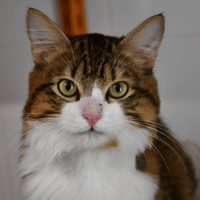 RIO, chat à adopter