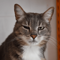 Tigrou, chat à adopter