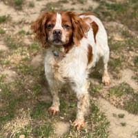 Osiris CAA15261, chienne à adopter