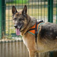NEMO, chien à adopter