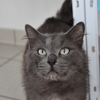 Ganesh ( En cours d'adoption ), chat à adopter