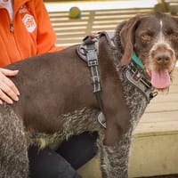 NIELS, chien à adopter
