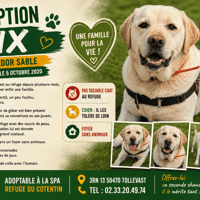RIX, chien à adopter