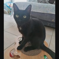 GUSTAVE, chat à adopter