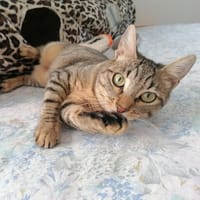 LUNE, chatte à adopter