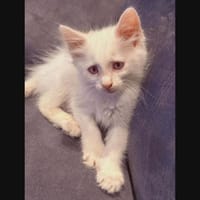 NEIGE, chatte à adopter