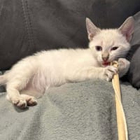 CHIPIE, chatte à adopter