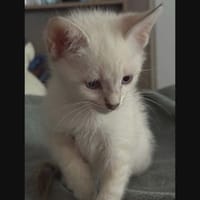 REBELLE, chatte à adopter