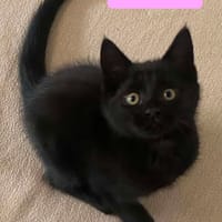 IZIPIZA À ADOPTER AVEC UN CHAT DÉJÀ PRÉSENT CHEZ VOUS, chatte à adopter
