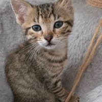 DANA, chatte à adopter