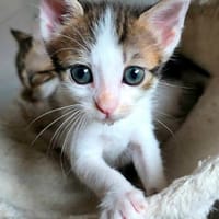 LILITH, chatte à adopter