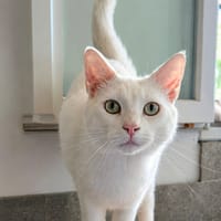 CAPTAIN COOK, chat à adopter