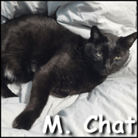 M. Chat, chat à adopter