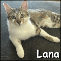 Lana, chatte à adopter