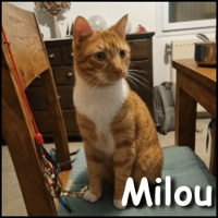 Milou, chat à adopter