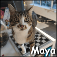 Maya, chatte à adopter