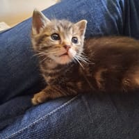 Maya, chatte à adopter