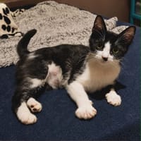 DAISY, chatte à adopter
