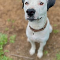 SONGO, chien à adopter