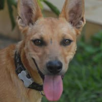 FOX, chien à adopter