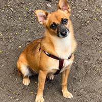 HUGUETTE, chienne à adopter