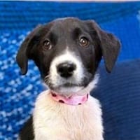 Bia sucht ihre Menschen, Hündin zur Adoption