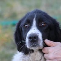Marina - zutraulich u. kinderlieb, Hündin zur Adoption
