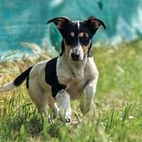 Vom Karton ins Glück  Pepsi sucht seine, Hund zur Adoption