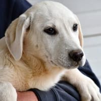Cuda möchte willkommen sein, Hündin zur Adoption
