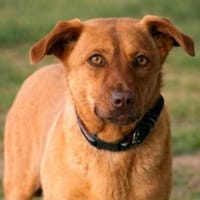 Millie - Augen, die in deine Seele blick, Hündin zur Adoption