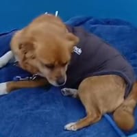 DEBBIE sucht einen liebevollen Platz, Hündin zur Adoption