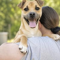 Dodi-Bezaubernder Hundejunge sucht seine, Hund zur Adoption