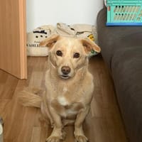Kleiner Paul sucht ein neues Körbchen, Hund zur Adoption