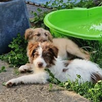 Smoky sucht sein Für-immer-Familie, Hund zur Adoption