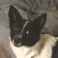 HOSHI sucht ihre Familie, Hündin zur Adoption