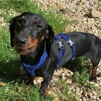 Moncsi (Luna)° in 86529 Schrobenhausen, Hündin zur Adoption