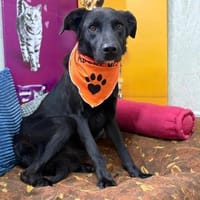 Oliver - stiller Schatten sucht Dich, Hund zur Adoption