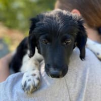 Robin Zuckersüßer Robin sucht eine aktiv, Hund zur Adoption