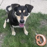 Greta die freundliche / in 82284, Hündin zur Adoption