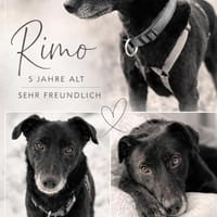 menschenbezogener Rimo auf PS 86637, Hund zur Adoption