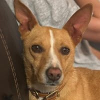 Zuhause gesucht für charmanten Mischling, Hund zur Adoption