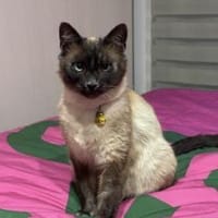 Yoki eine Bilderbuchkatze in Bayern, Katze zur Adoption