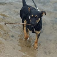 Nina kleine Kämpferin sucht ihr Glück I, Hündin zur Adoption